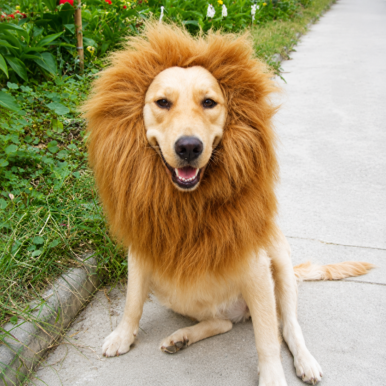 Lion Mane Dog Costume Hat